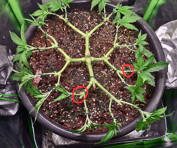 Growreport Bild 13