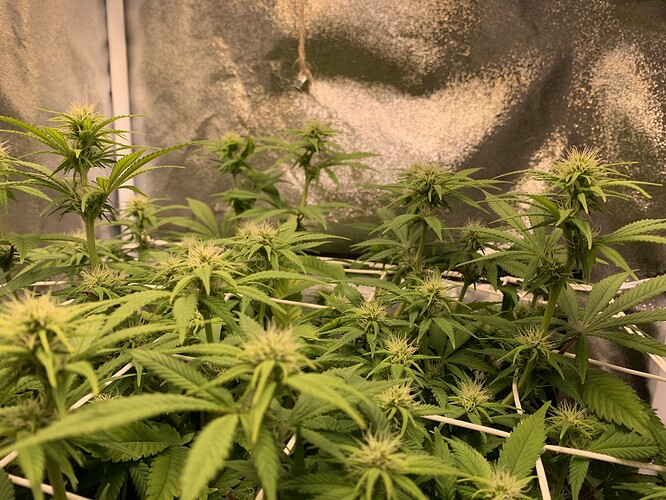 Growreport Bild 4