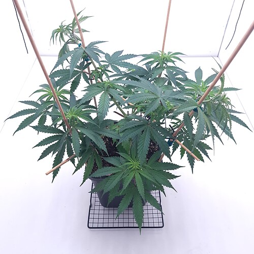 Growreport Bild 10