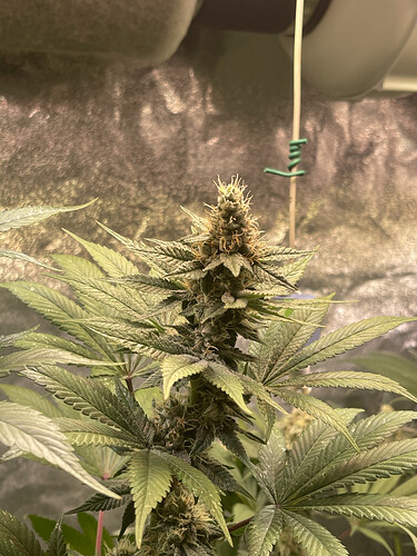 Growreport Bild 5