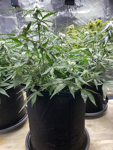 Growreport Bild 11