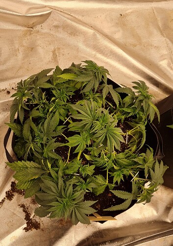 Growreport Bild 12
