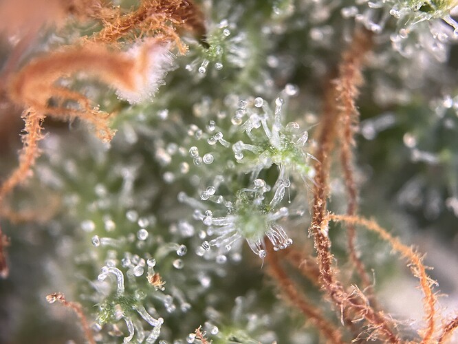 Growreport Bild 2