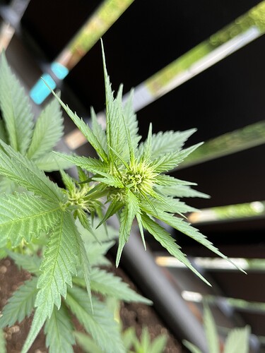 Growreport Bild 13