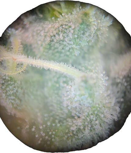 Nahaufnahme durch ein Mikroskop oder eine Lupe, die die Trichome eines Cannabis-Buds zeigt.