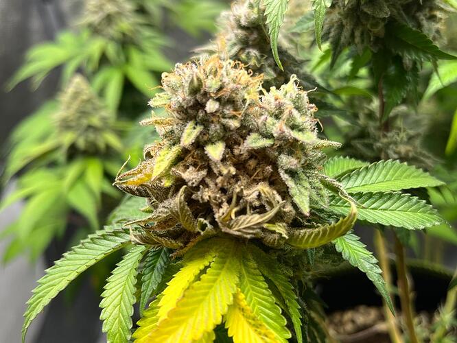 Growreport Bild 2