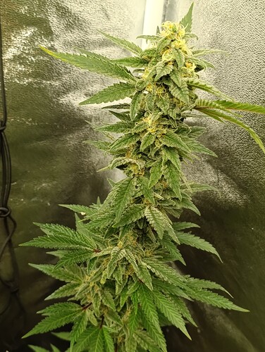 Growreport Bild 5