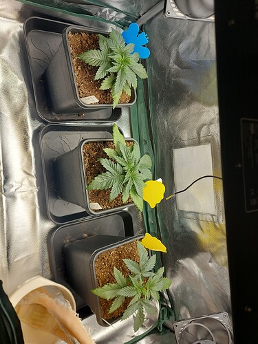 Growreport Bild 5