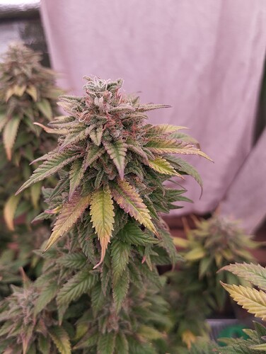 Growreport Bild 24