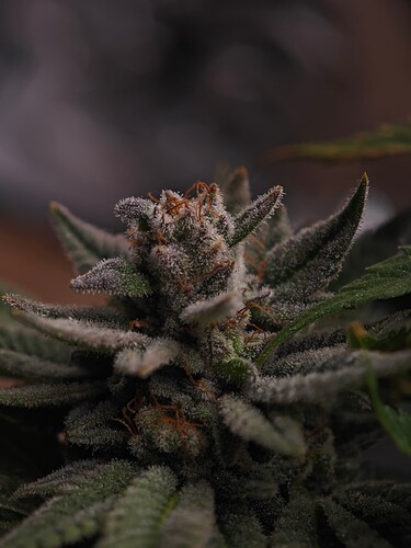Growreport Bild 22