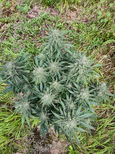 Growreport Bild 9