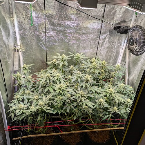 Growreport Bild 4