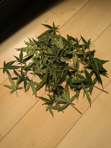 Growreport Bild 3