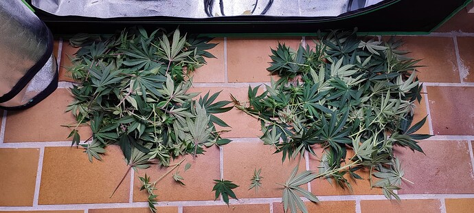 Growreport Bild 69