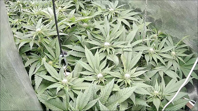 Growreport Bild 32