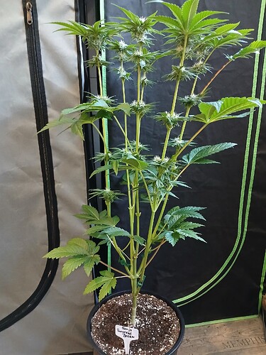 Growreport Bild 23