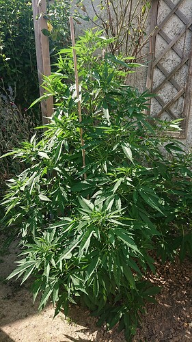 Growreport Bild 84