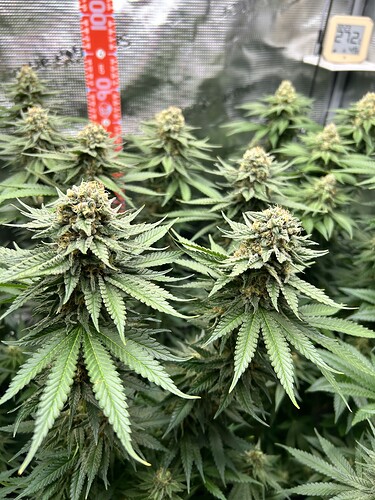 Nahaufnahme von blühenden Cannabis-Pflanzen in einem Grow-Zelt mit einem Hygrometer und einem Messstab im Hintergrund.