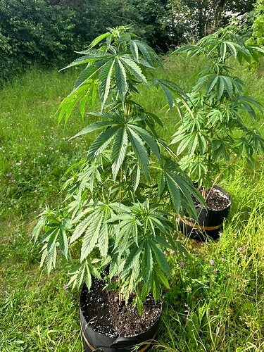 Growreport Bild 2