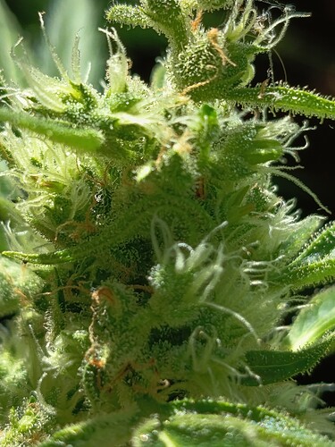 Growreport Bild 15