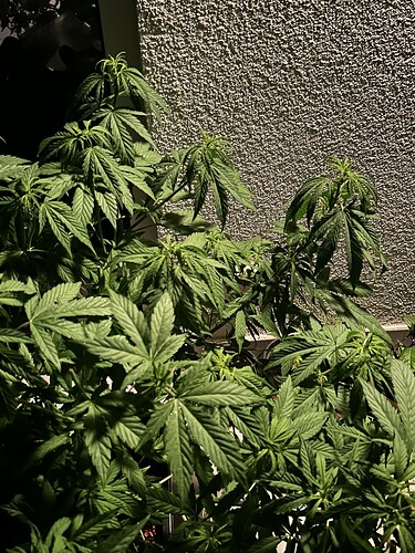 Growreport Bild 32