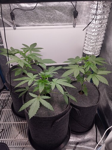 Growreport Bild 6