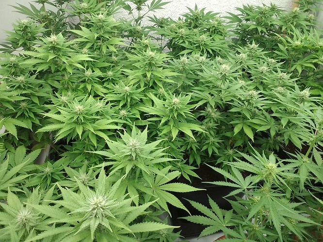 Growreport Bild 1