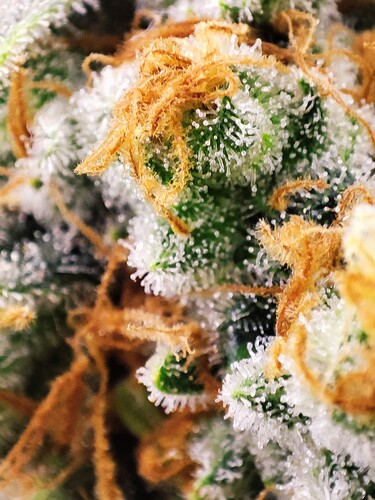 Growreport Bild 22