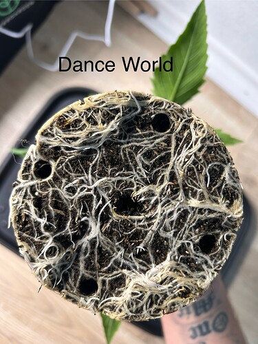 Growreport Bild 17