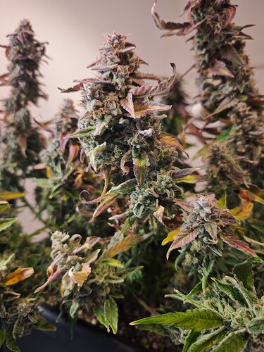 MVIMG_20251204_192308