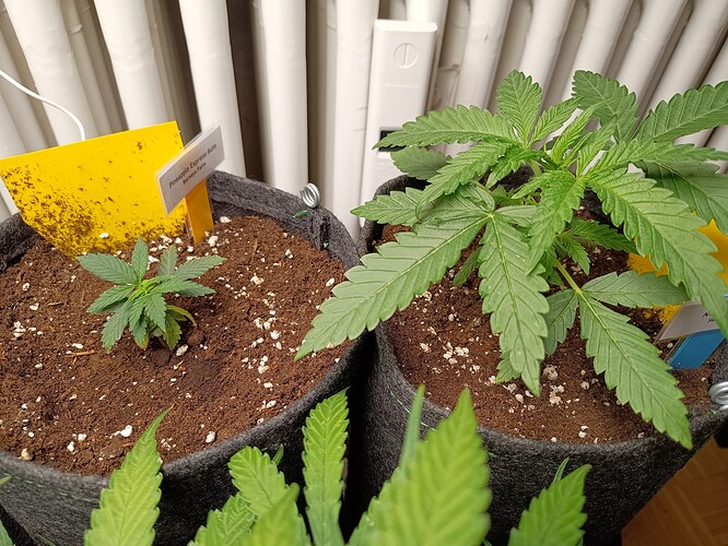 Growreport Bild 1