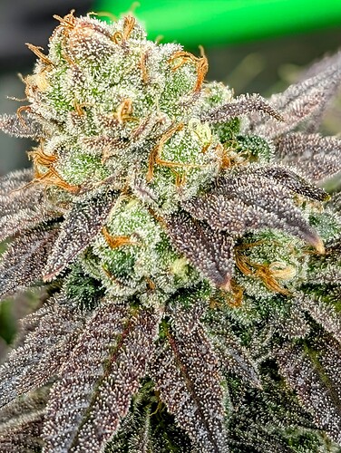 PXL_20250203_160513300.PORTRAIT~3