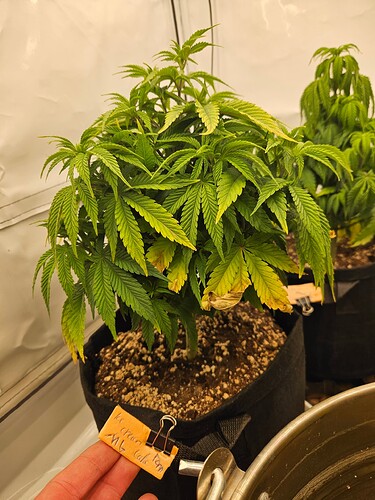 Growreport Bild 15