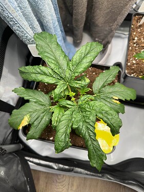 Growreport Bild 27