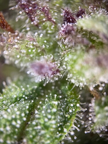 Growreport Bild 34