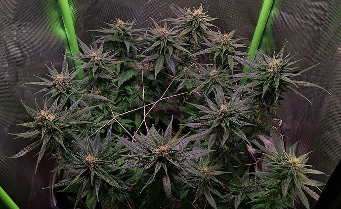 Growreport Bild 8