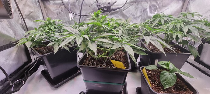 Growreport Bild 11