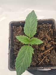 Growreport Bild 3