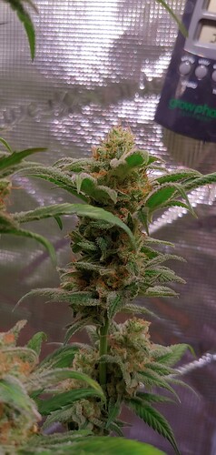 Growreport Bild 6