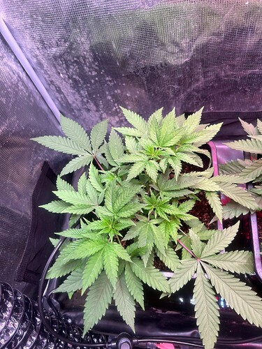 Growreport Bild 6