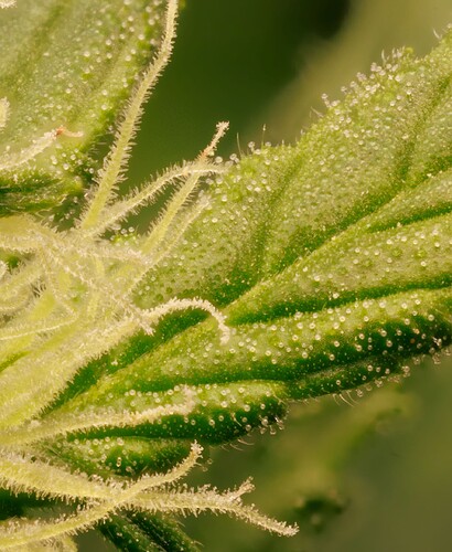 Growreport Bild 14