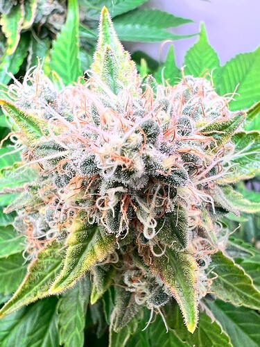 Growreport Bild 3