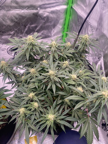 Growreport Bild 3