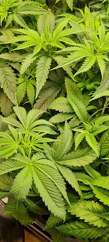 Growreport Bild 7