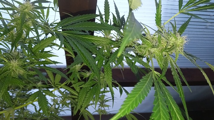 Growreport Bild 2
