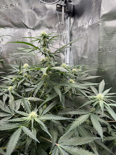 Growreport Bild 36