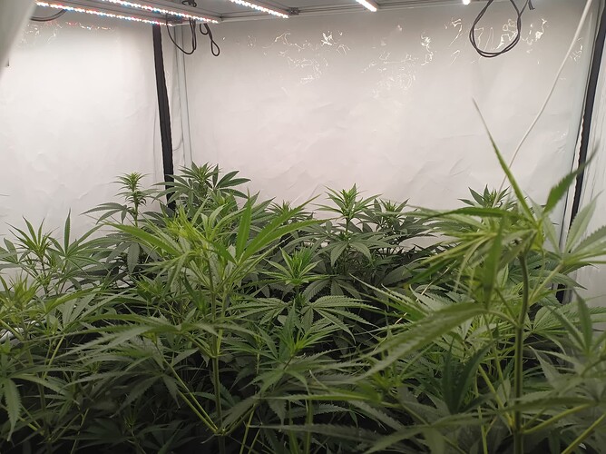 Growreport Bild 6