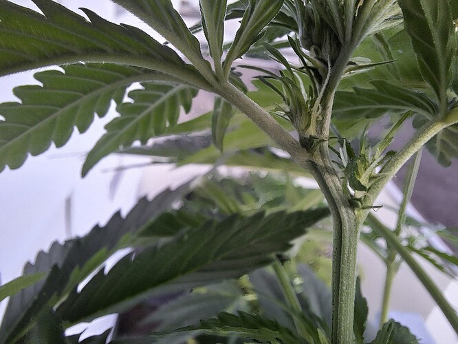 Growreport Bild 4
