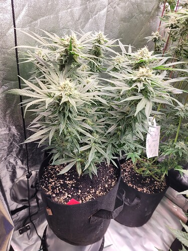 Growreport Bild 9