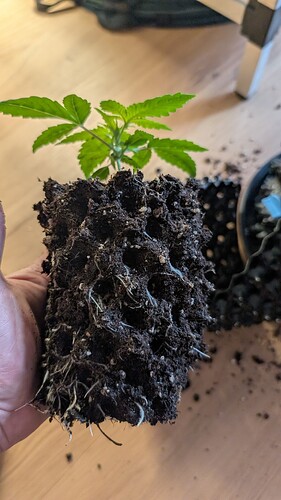 PXL_20250323_090707244